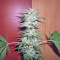 Graines de cannabis Power Plant (Dutch Passion)