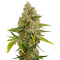 OG Kush Autoflowering (Dinafem Seeds)