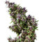 Purple Paro Valley Seeds