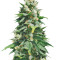 Graines de cannabis Santa Maria Auto (Sumo Seeds)