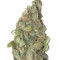 Vision Critical Auto seeds