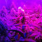 California Dream feminized seeds