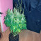 Auto White Widow Seeds (Pyramid Seeds)