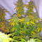 Graines de cannabis Ice regular (Nirvana Seeds)