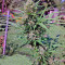 Passion #1 feminized seeds