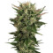 Blue Cheese feminized seeds (Dinafem Seeds)