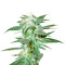 Graines de cannabis Kushberry regular (DNA Genetics)