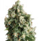 Graines de cannabis Lennon (Pyramid Seeds)