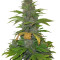 Speed Devil #2 Auto Seeds