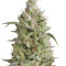 Sumo's OG Kush Auto feminized seeds