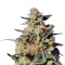 White Domina Max Auto Seeds