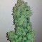 Sweet Trainwreck Auto feminized seeds