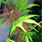 Auto Dark Purple feminized seeds