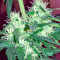 Graines de cannabis Critical + Autoflowering (Dinafem Seeds)