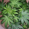 Graines de cannabis Kali & the Chocolate Factory (KFC Seeds)