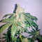 Super Skunk Seeds (Nirvana Seeds)