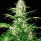 Semillas White Russian feminizadas (Serious Seeds)