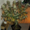 Y Griega feminized seeds