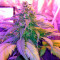 Amnesia Seeds (World of Seeds)
