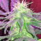 Ketama feminized seeds