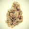 Royal Gorilla Seeds