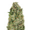 Critical Poison (00 Seeds)
