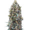 00 semi femminizzati Kush