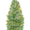 Auto Biggest Bud strain