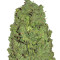 Auto New York City (Pyramid Seeds)