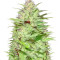 Graines de cannabis Critical Chronic Auto (Sumo Seeds)