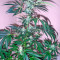 Colombian Gold (World of Seeds)