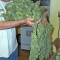 Thai Fantasy (Kannabia Seeds)