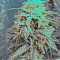 Big Band Max Auto (Kannabia Seeds)