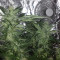 Graines de cannabis Blue Power (Vision Seeds)