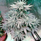 Bubba Kush Autoflowering Seeds