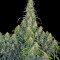 Semi femminizzati CBD-Chronic