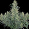 CBD-Chronic feminized seeds