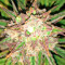 Fruit Punch Auto (Heavyweight Seeds)