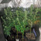 Industrial Plant (Dinafem Seeds)