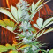 Graines de cannabis La Blanca (Kannabia Seeds)