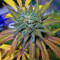 Semi femminizzati Northern Lights x Big Bud Ryder Auto