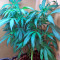 Graines de cannabis White Domina (Kannabia Seeds)
