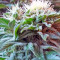 Ladyburn 1974 Seeds