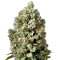 Critical Kush (Dinafem Seeds)
