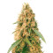 Graines de cannabis Jack Mist Tree (KFC Seeds)