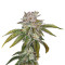 MK Ultra feminized seeds