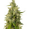 Trainwreck regular (Humboldt Seeds Organization)