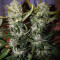 Semi di Pineapple Express Auto femminizzati (Fast Buds)