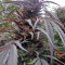 Purple Afghan Kush Seeds