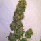 Afrodite cannabis strain